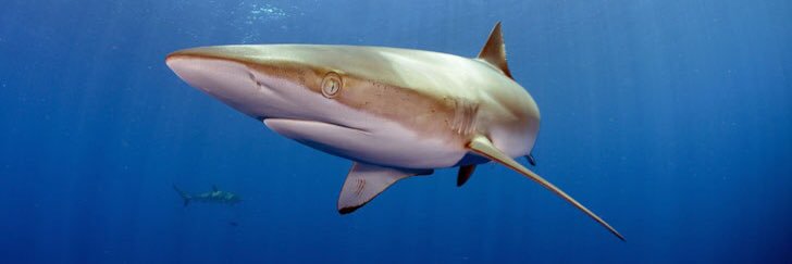 PYCousteau's profile banner image