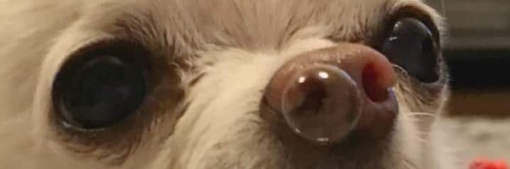 FrancoZechin's profile banner image