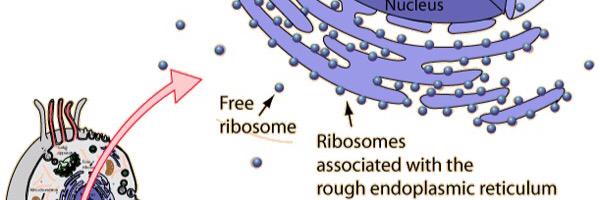 JrRibosomes's profile banner image