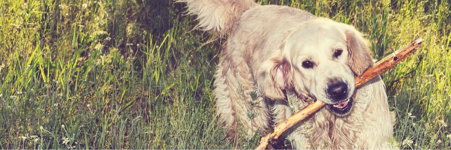 holidayingwithdogs banner