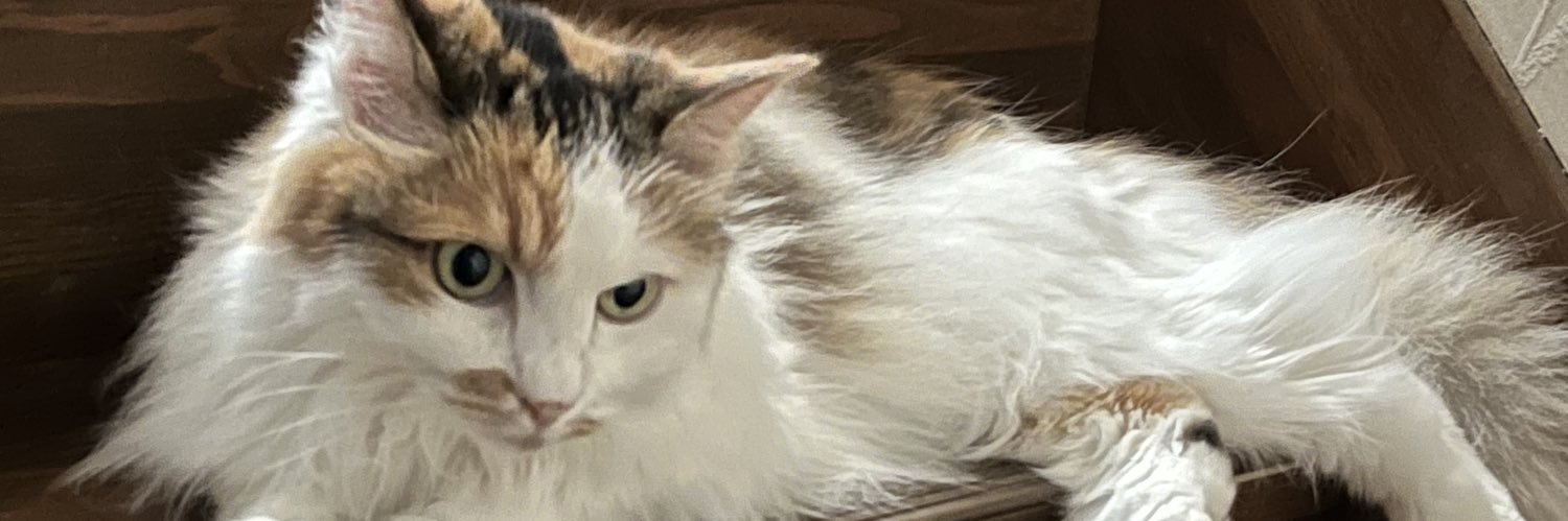 palpanmiin's profile banner image