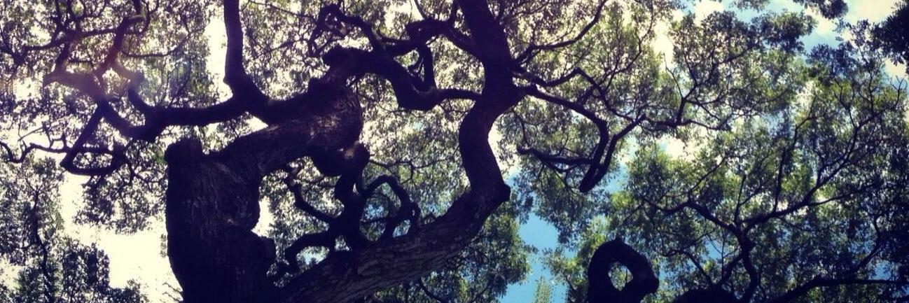 Micaela Connery banner