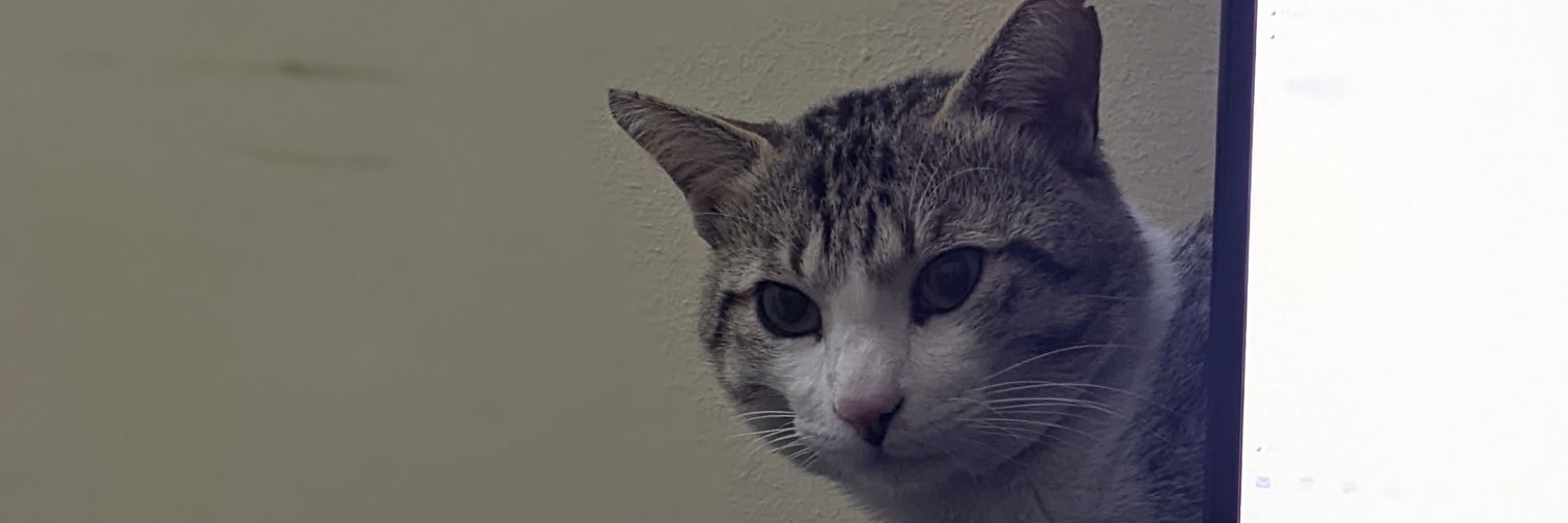 talibfox's profile banner image