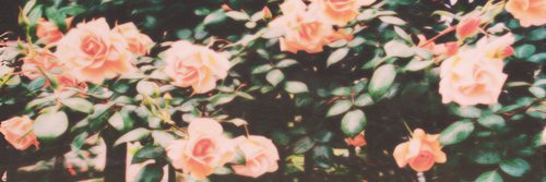allicans's profile banner image