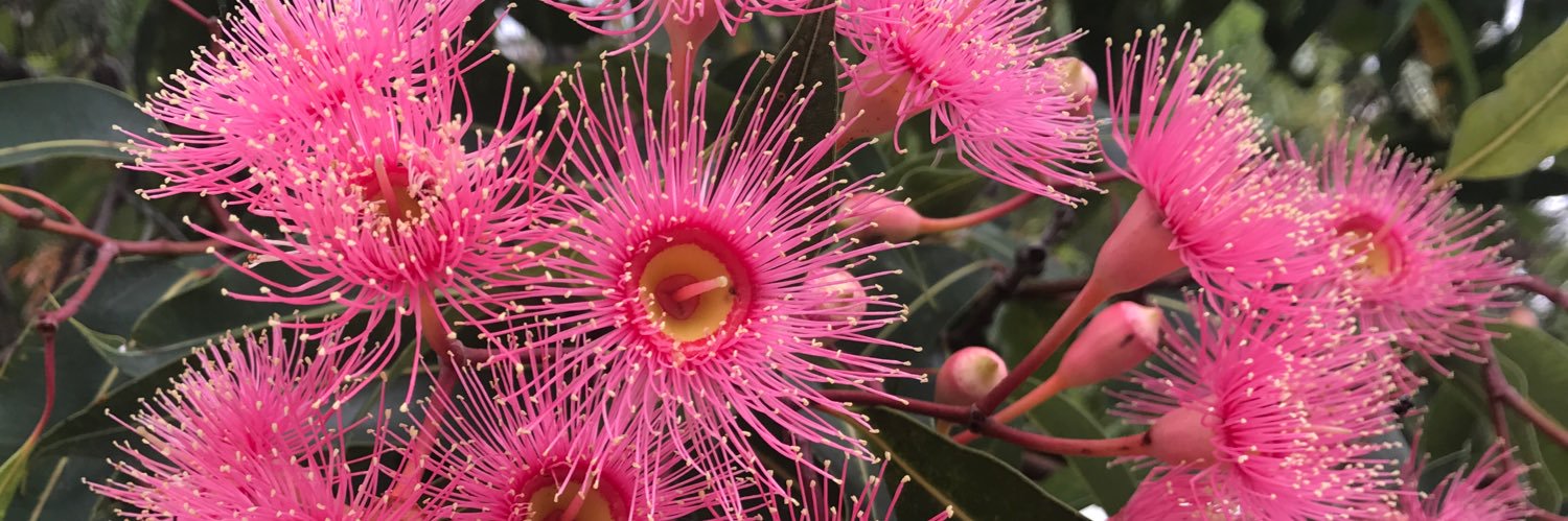 Pippa Sheehan banner