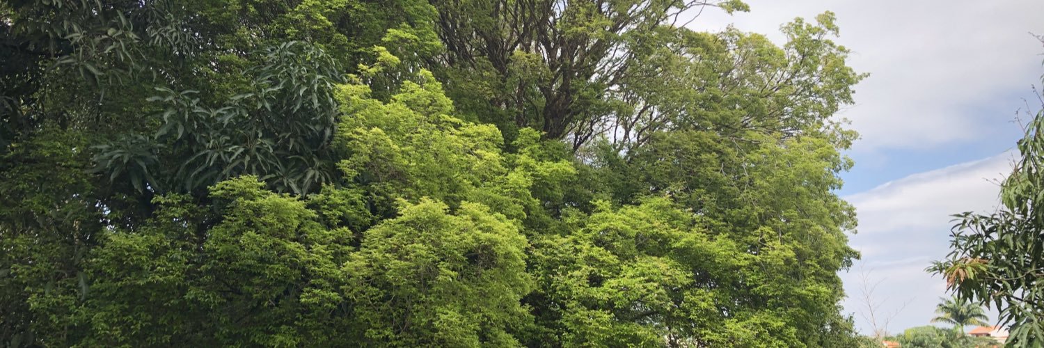 Tomepaes's profile banner image