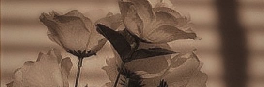 ebifly_t's profile banner image