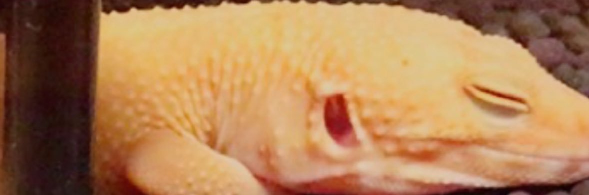 uoityanki's profile banner image