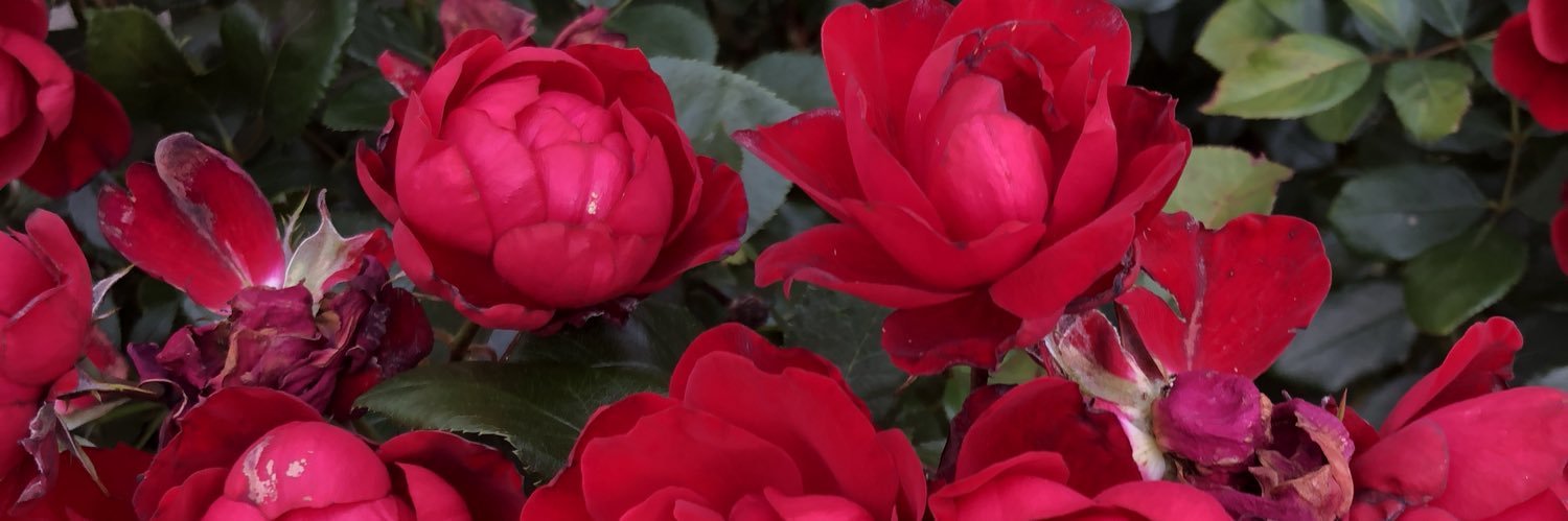 Dr. Tomeka Middleton-Williams banner