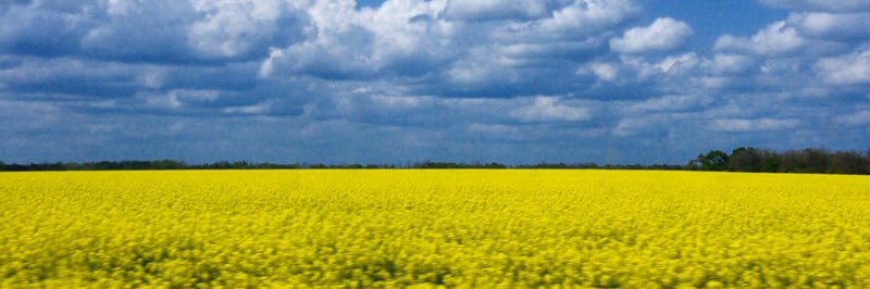 Київський хортик banner