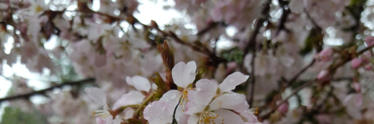alyhansonsmith's profile banner image