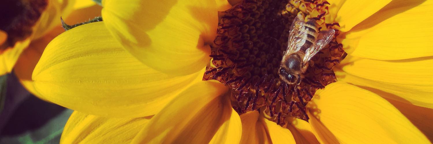whateverhookie's profile banner image