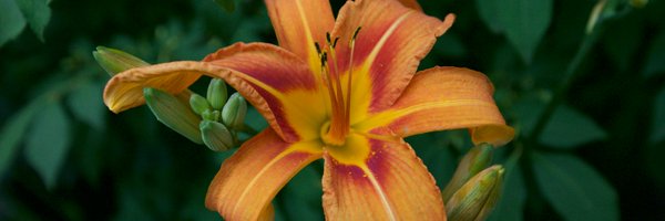 LeiahFundell Profile Banner