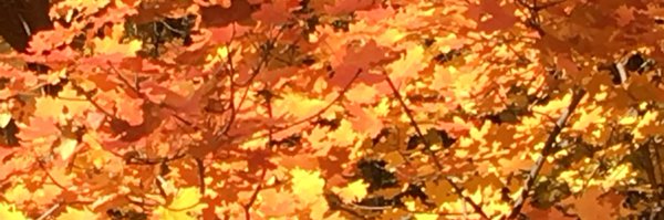 CSDBaker Profile Banner