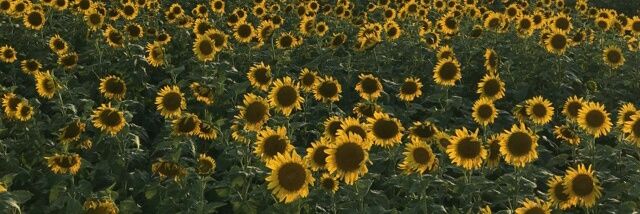 Sandy Whitlow banner