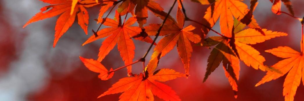 Léon Faassen banner