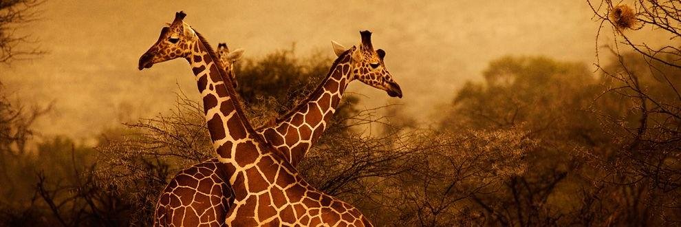aligiraffe's profile banner image
