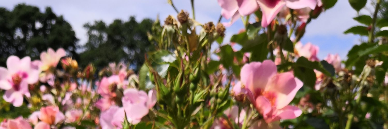 nerdwillis's profile banner image
