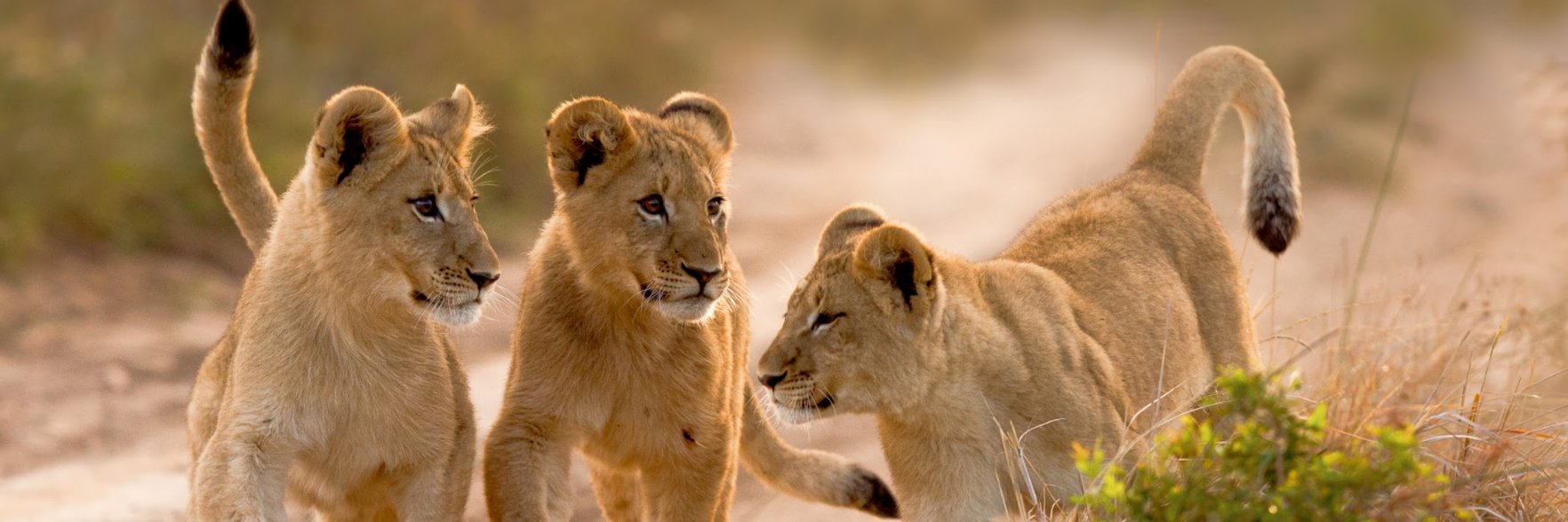 African Pride banner