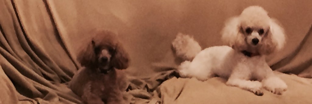 NCRTLBarb's profile banner image