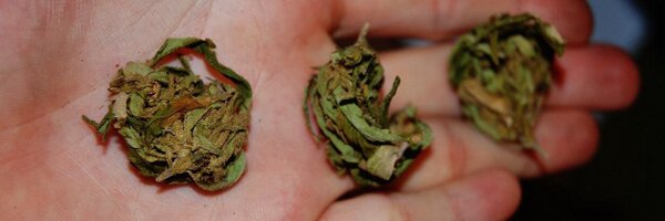 WonkaMany Profile Banner