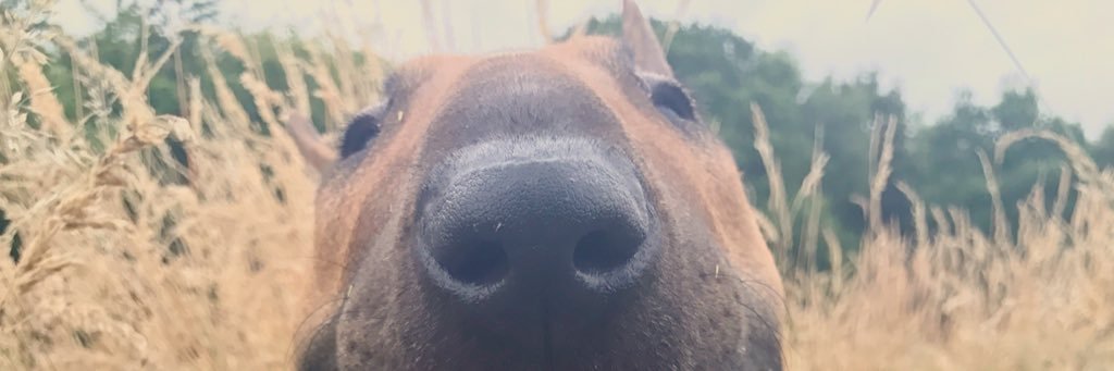 Ali_Huck's profile banner image