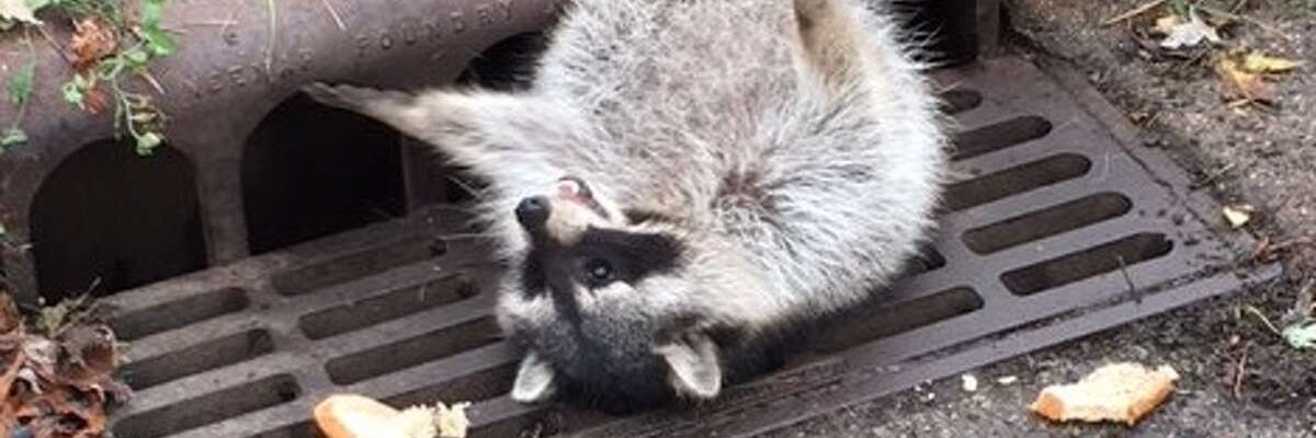 nottessfox's profile banner image