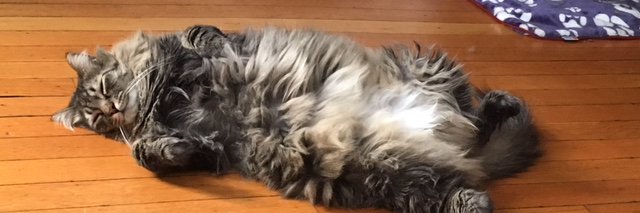 Sarah Ginsburg banner