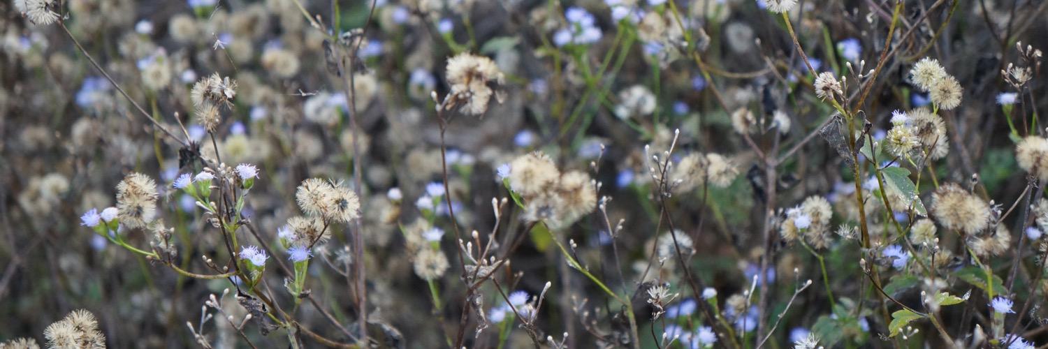 parfaitpond's profile banner image