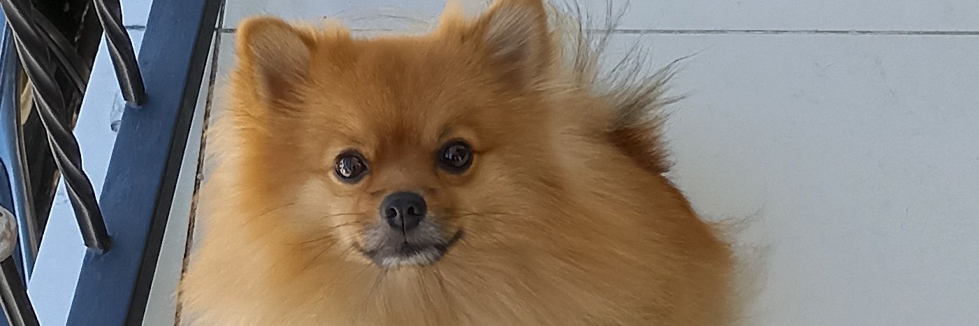 EDWIN ALBA 🐶♻️ banner