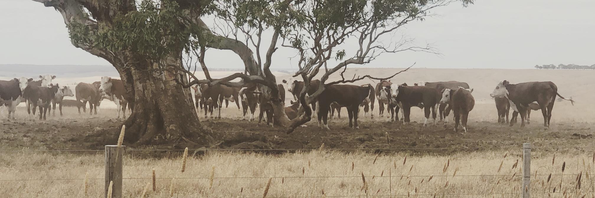 HerefordBeef's profile banner image