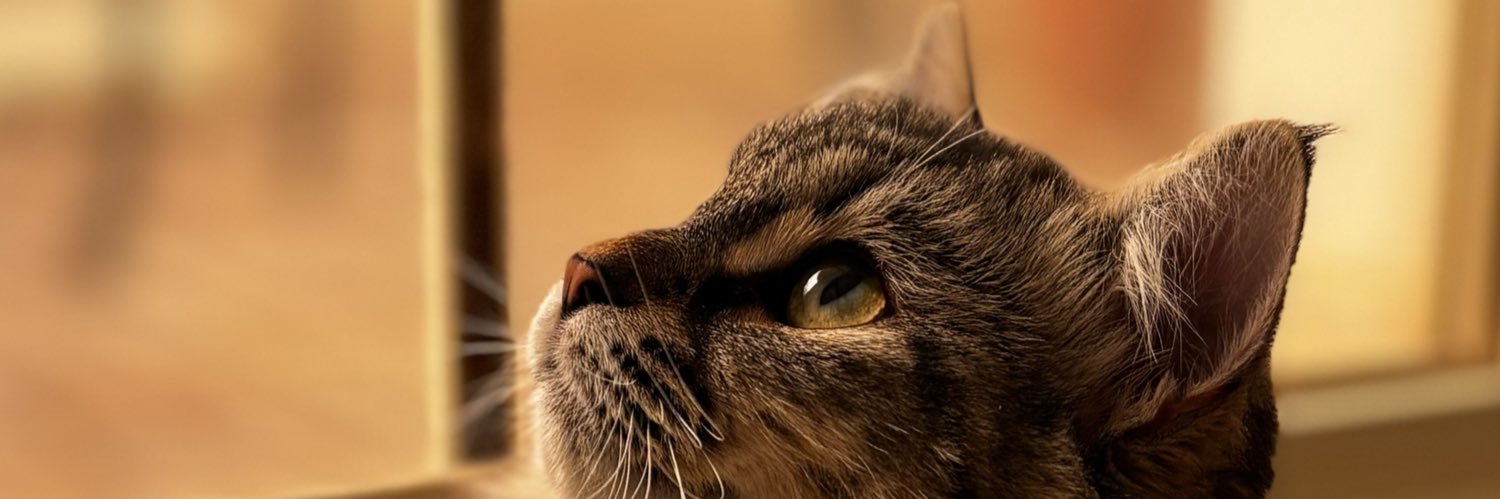 Meorry_'s profile banner image