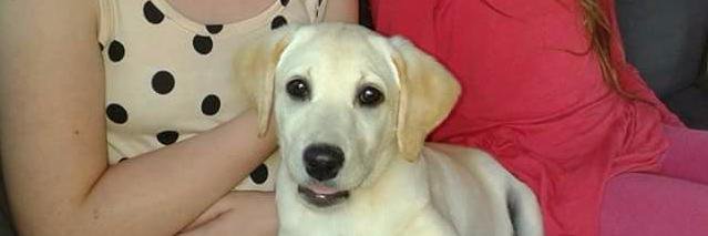 ADOGSLIFE3's profile banner image