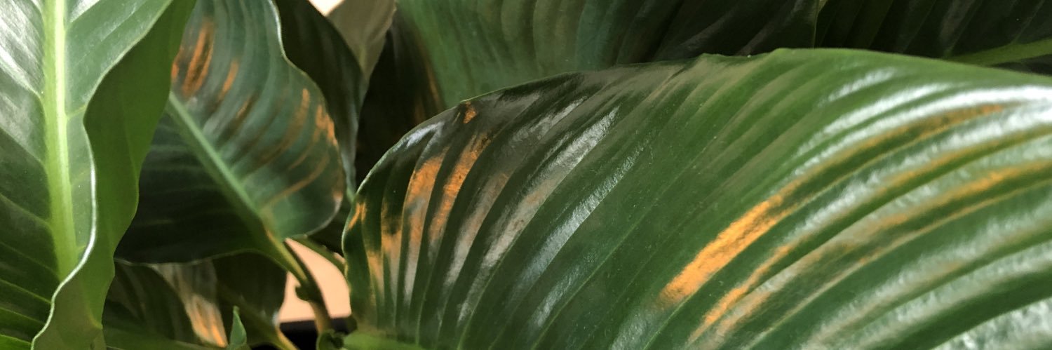 Kay_sowhatnow's profile banner image