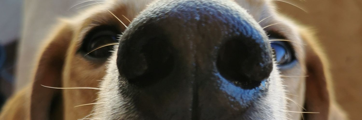 itsmonisc's profile banner image