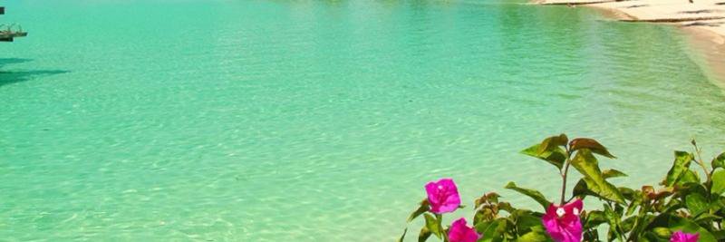 p_andrearojas's profile banner image
