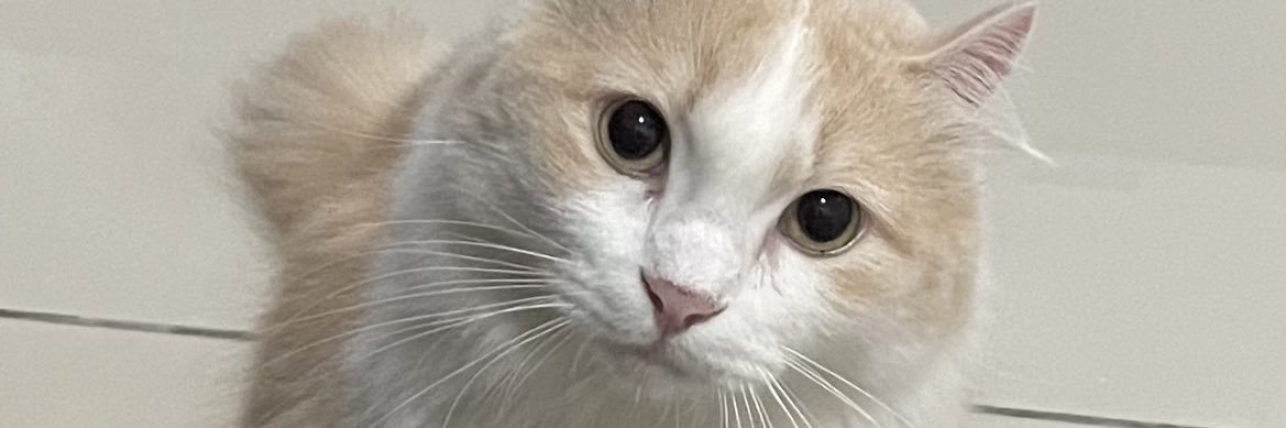 aishxns's profile banner image