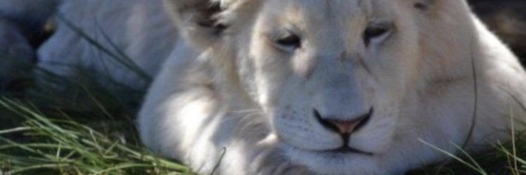 BAJOVILA's profile banner image