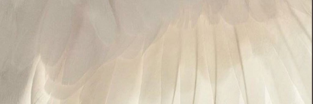 fedaa_fo's profile banner image