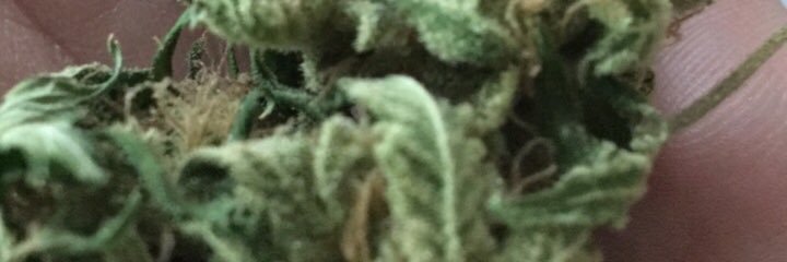 Johnny Bonafé banner