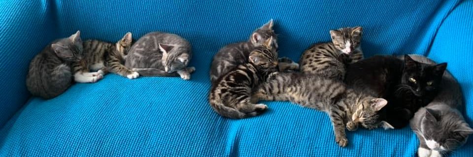 Iam Spartacus banner