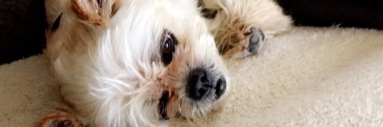 lezah_ah's profile banner image
