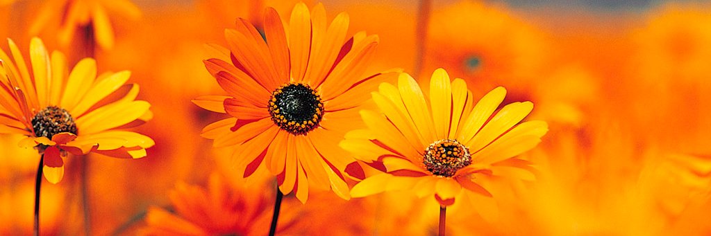 Cecilia Castellar banner