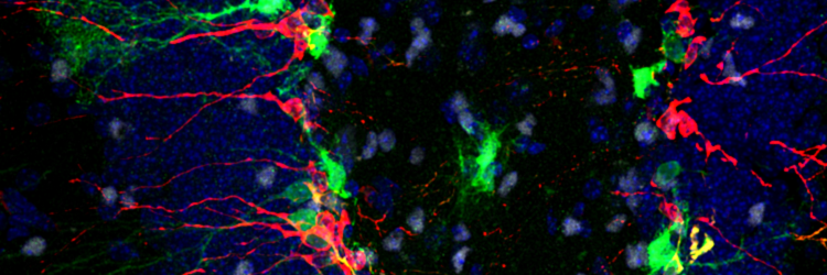 BrainFacts.org's banner
