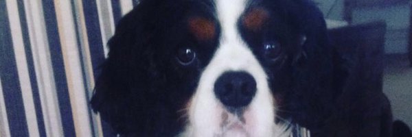 KVBerry2016 Profile Banner