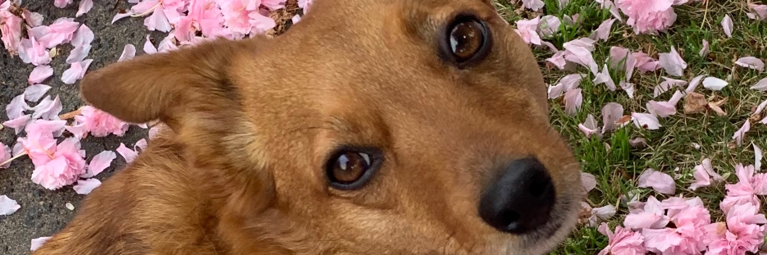 Pickintomatoes's profile banner image
