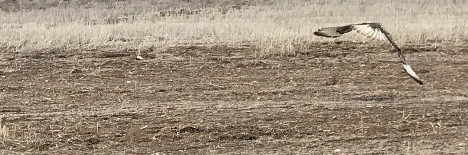 pdrolog's profile banner image