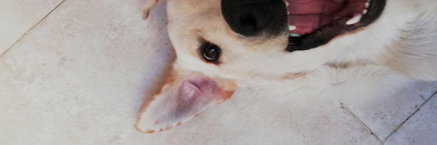 susi_vd's profile banner image