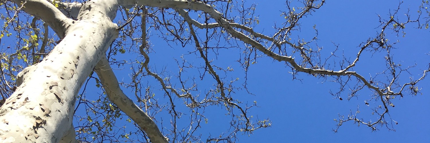 Velishar's profile banner image