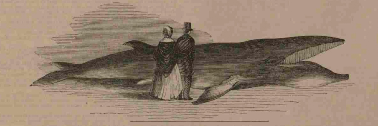 Dr Alexandra Paddock banner